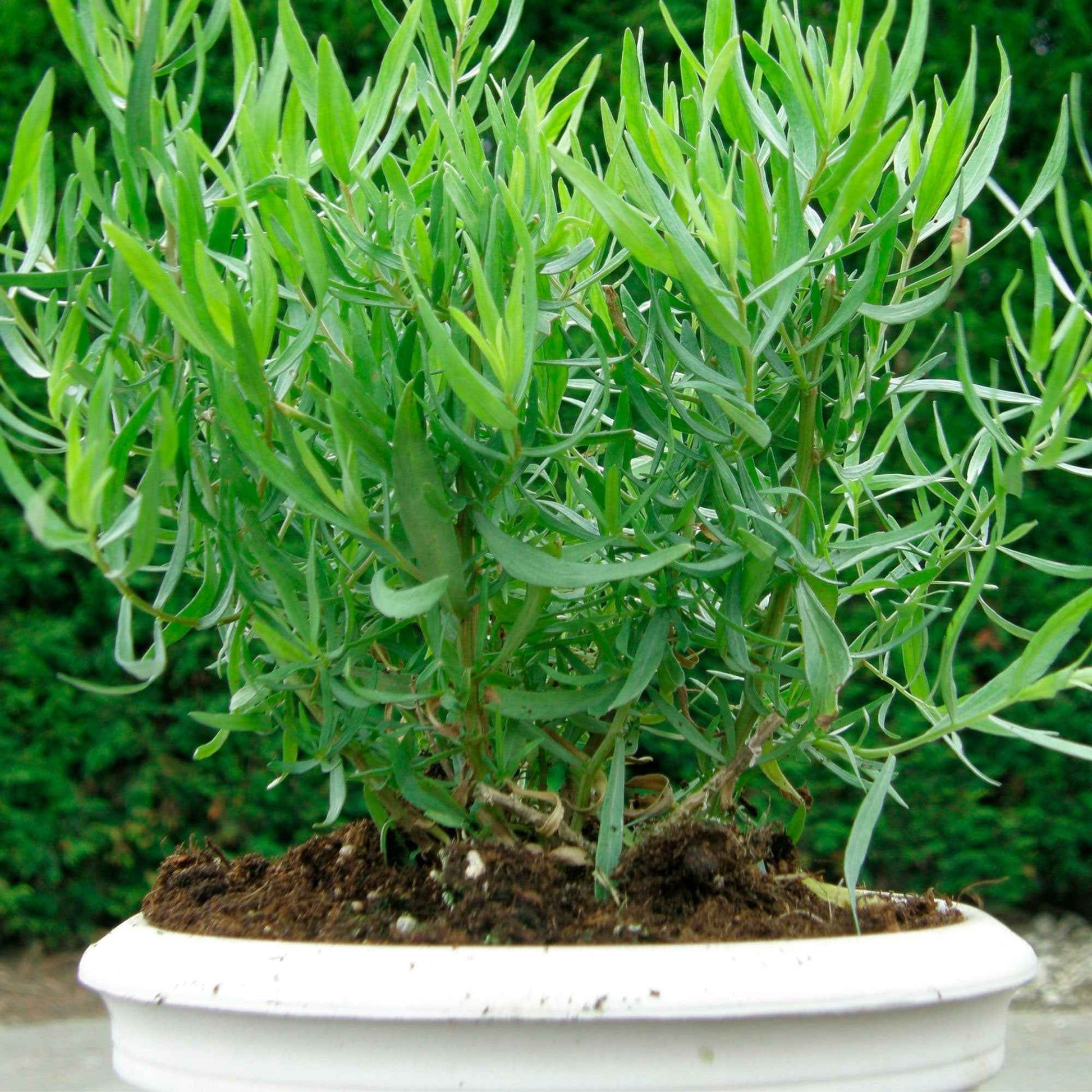 Artemisia  'Senior' Grün - Bio - Gemüsegarten