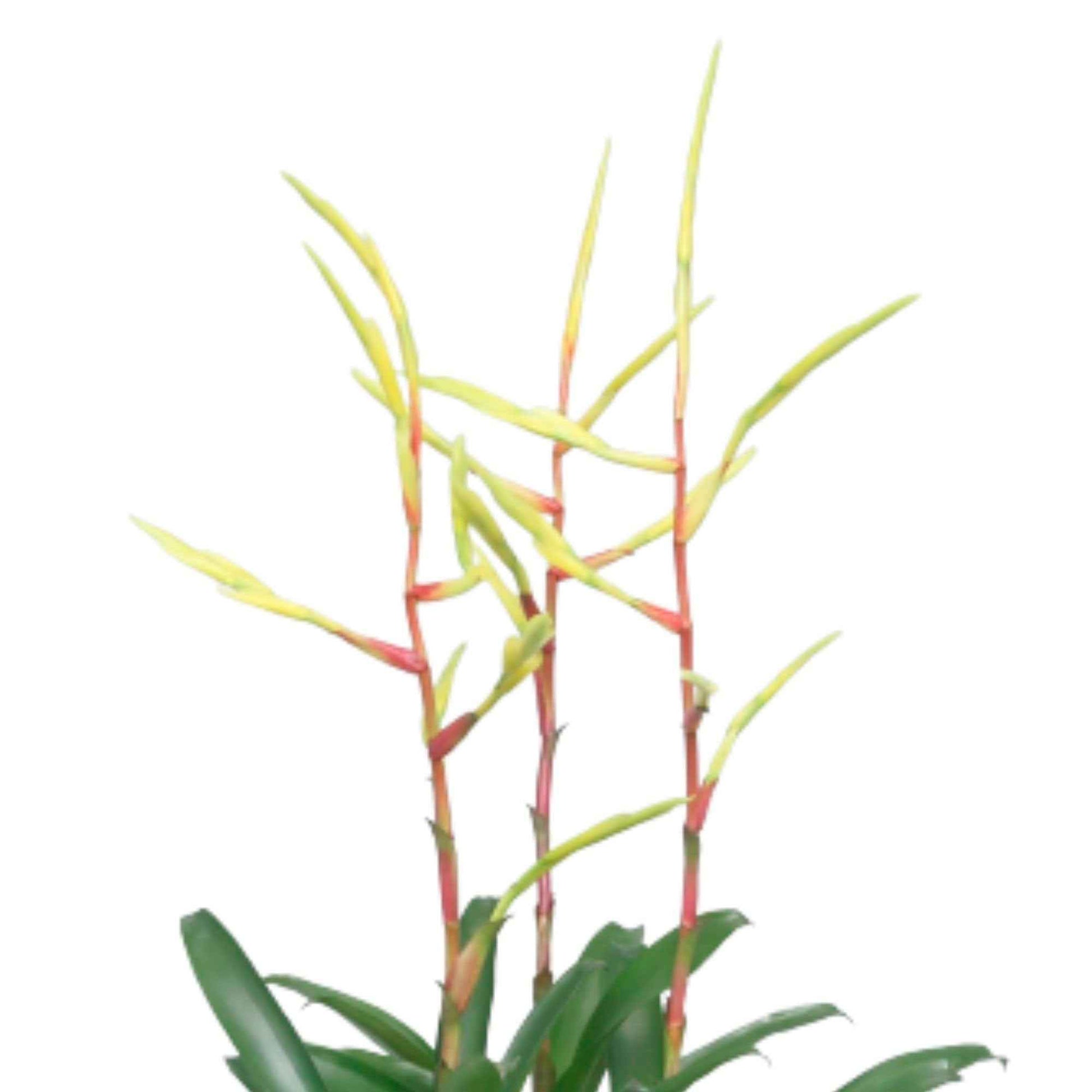 Bromelie Vriesea 'Happy Yellow' Gelb-Lila - Büropflanzen