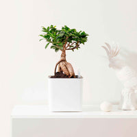 Treurvijg Ficus microcarpa 'Ginseng' inkl. Dekotopf - Alle Pflanzen mit Topf
