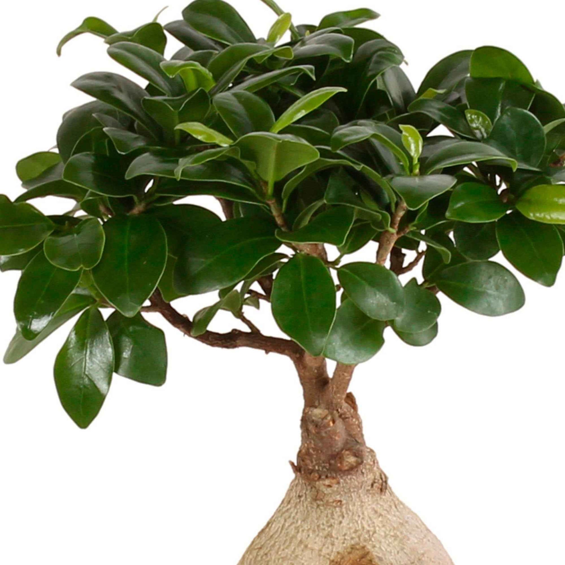 Treurvijg Ficus microcarpa 'Ginseng' - Nicht giftige Zimmerpflanzen