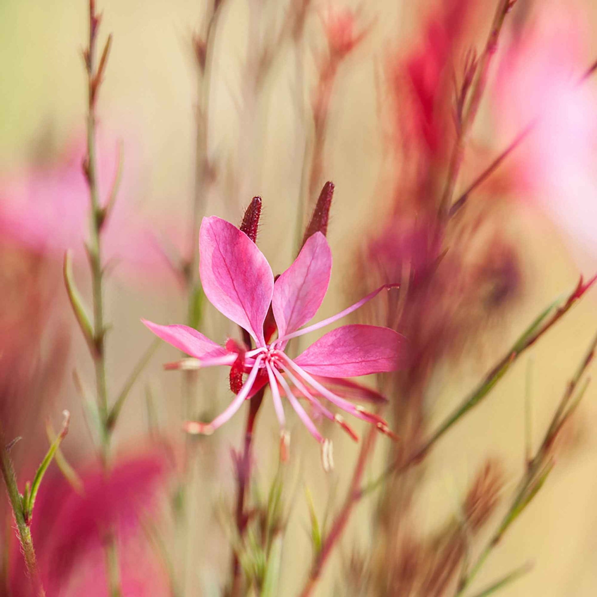 Gaura 'Butterfly Dark Pink'  Weiß-Rosa - Winterhart - Alle Gartenstauden