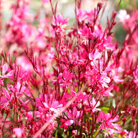 Gaura 'Butterfly Dark Pink'  Weiß-Rosa - Winterhart - Garten Neuheiten