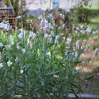 Gaura 'White Dove'  Weiß - Winterhart - Gartenpflanzen