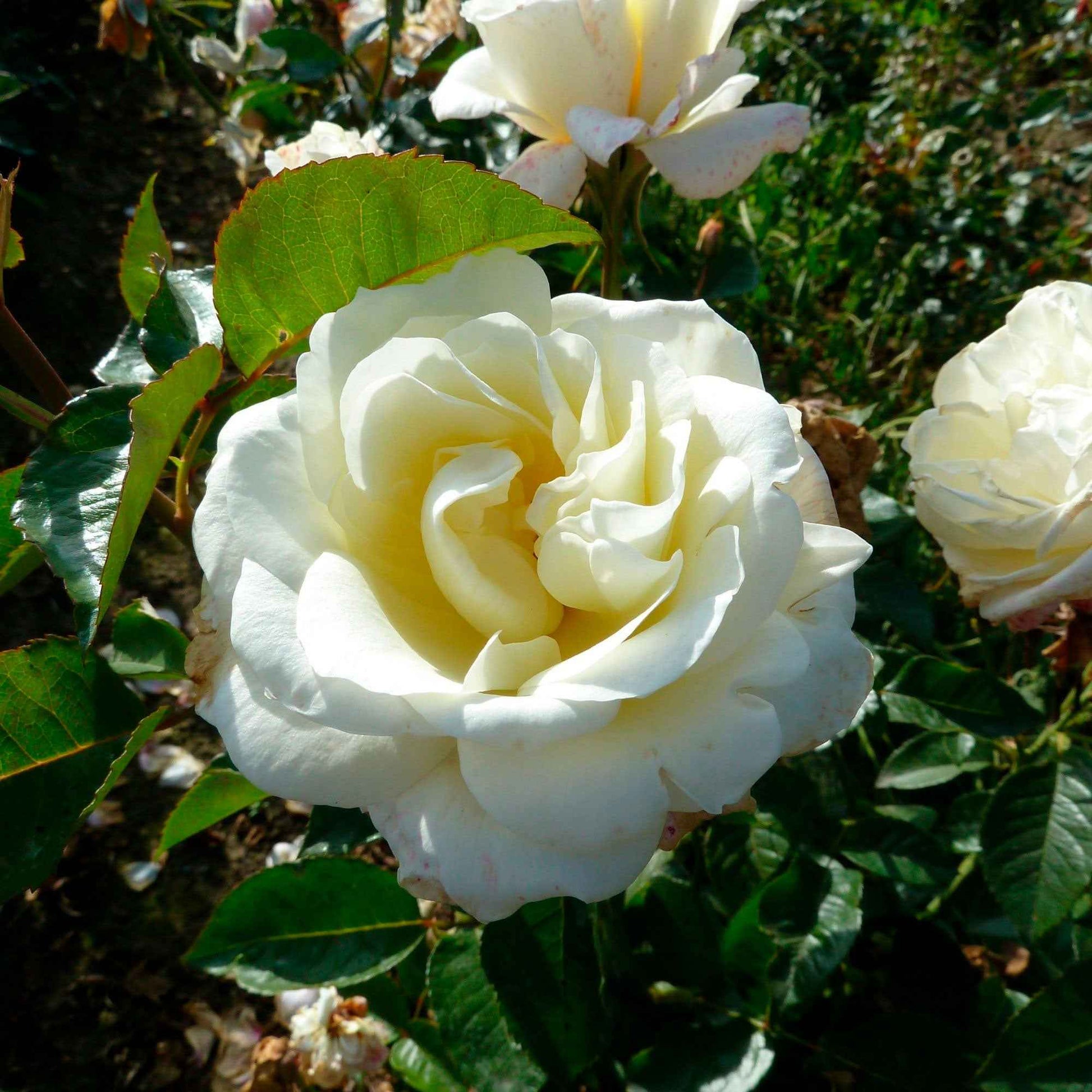 Großblütige Rose 'Rosa'  'True Love'® Weiß  - Wurzelnackte Pflanzen - Winterhart - Großblumige Rosen
