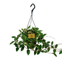 Wachsblume Hoya 'Krimson Queen' - Hängepflanze - Grüne Zimmerpflanzen