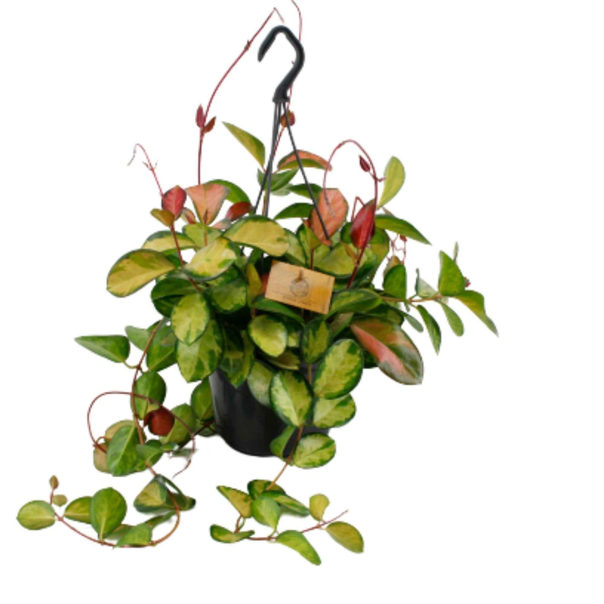 Die Hoya australis 'Lisa', grün-gelb, inkl. Hängetopf aus Kunststoff - Hängepflanze - Grüne Zimmerpflanzen