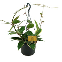 Wachsblume Hoya macrophylla - Hängepflanze - Grüne Zimmerpflanzen