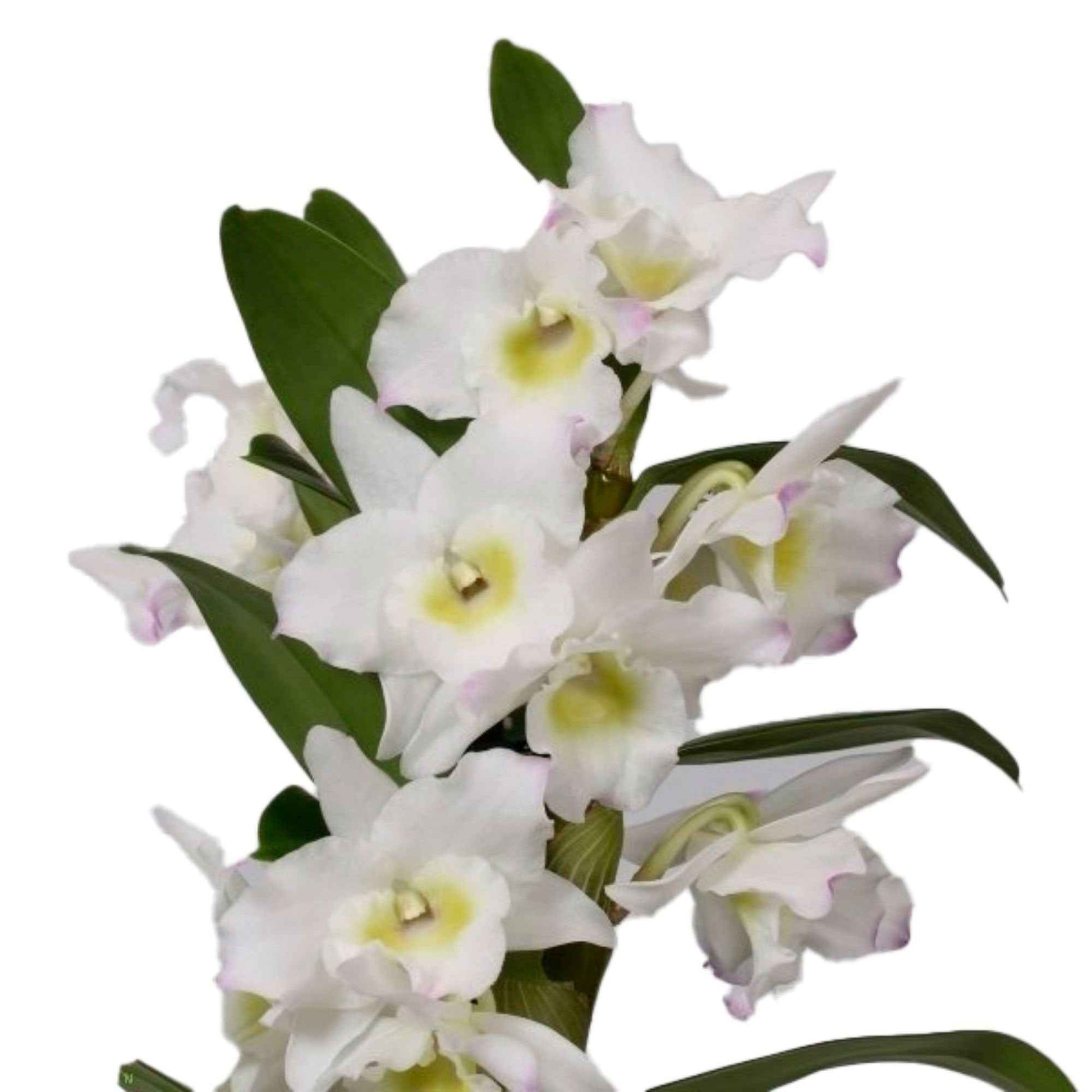 Orchidee Dendrobium 'Apollon' Weiß-Gelb - Nach Trends