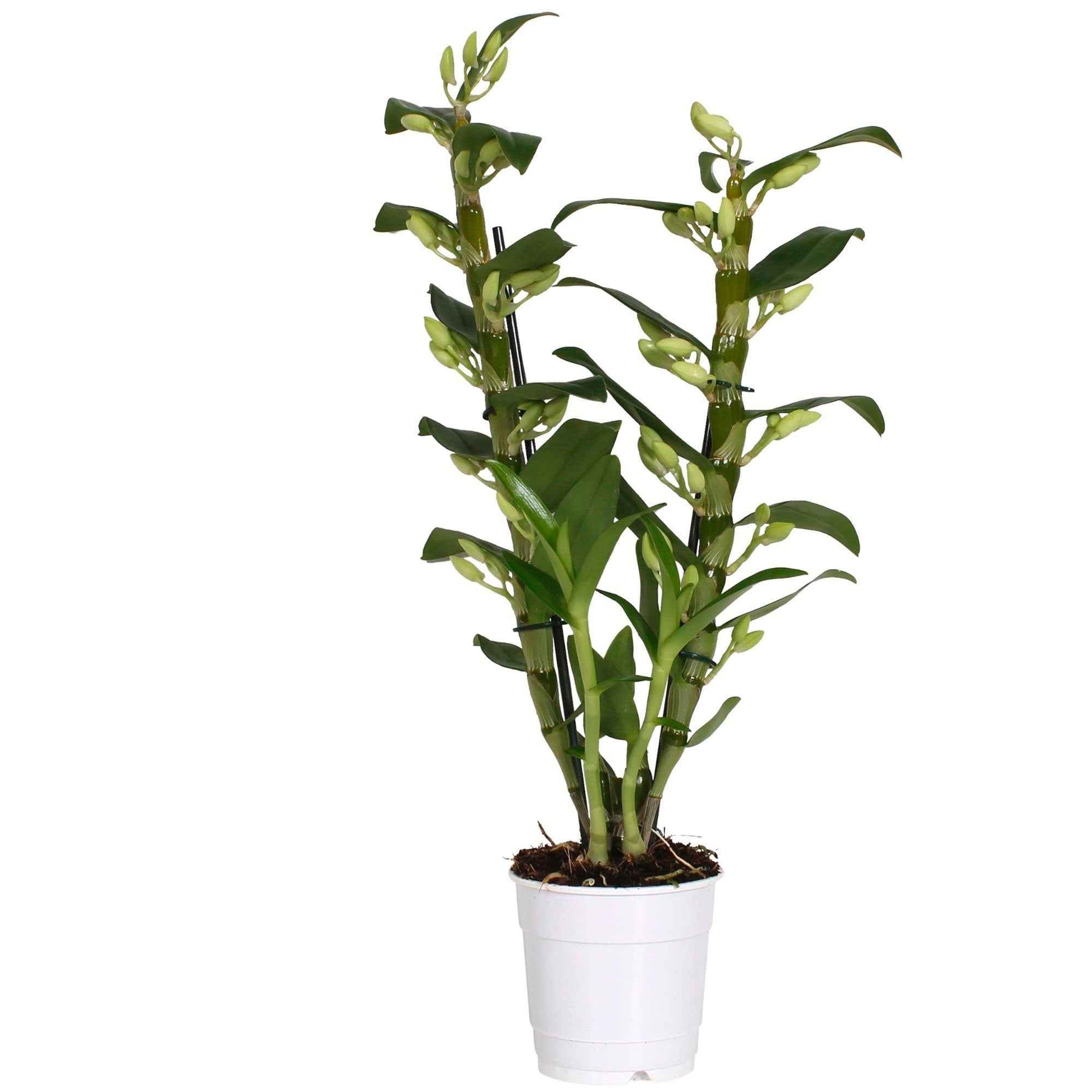 Orchidee Dendrobium 'Apollon' Weiß-Gelb - Blühende Zimmerpflanzen