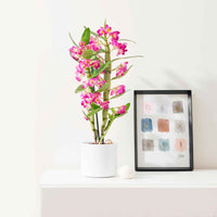 Orchidee Dendrobium 'Akatsuki' Lila-Gelb - Blühende Zimmerpflanzen