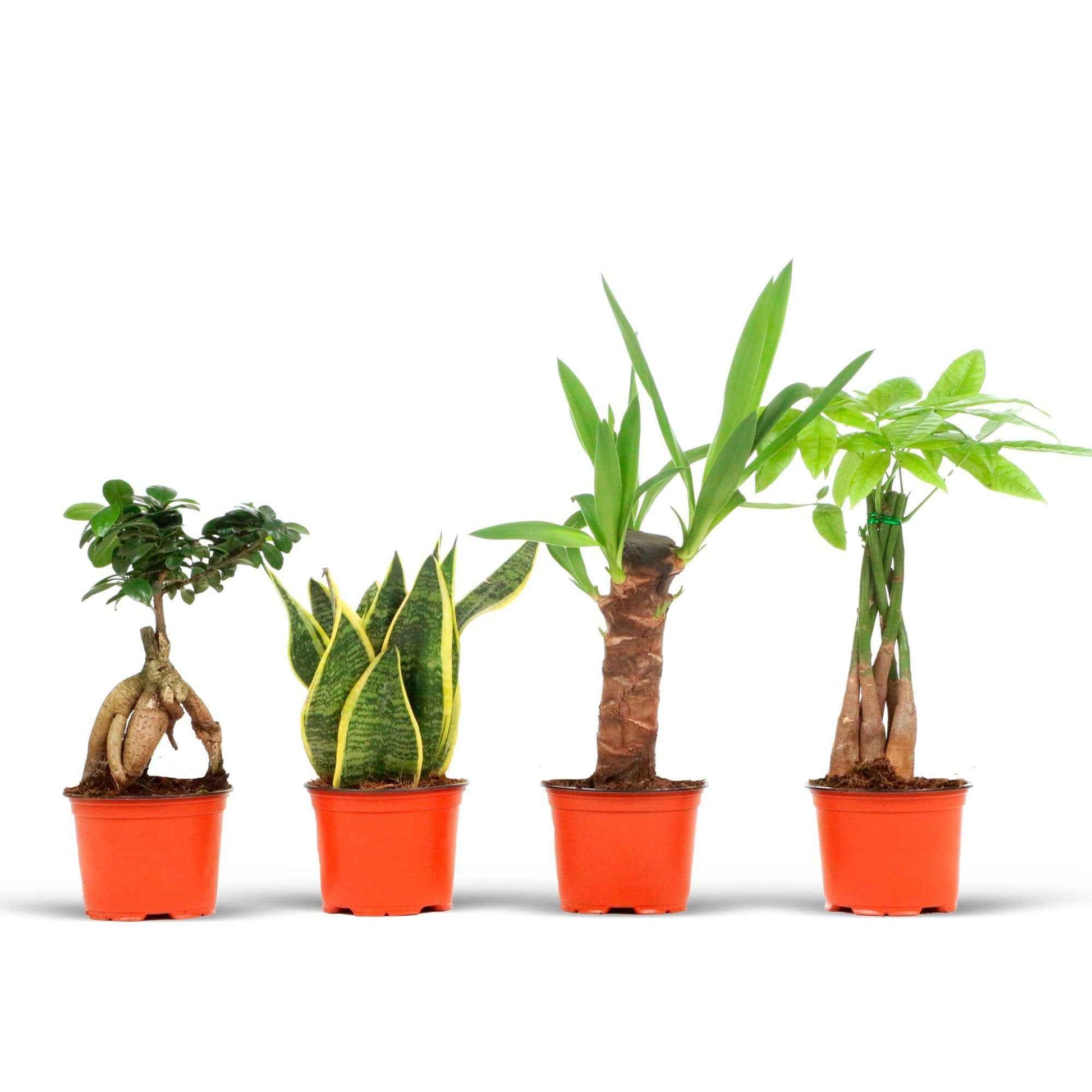 4x Zimmerpflanzen - Misschung 'Amazone' - Büropflanzen
