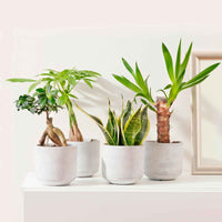 4x Zimmerpflanzen - Misschung 'Amazone' - Beliebte grüne Zimmerpflanzen