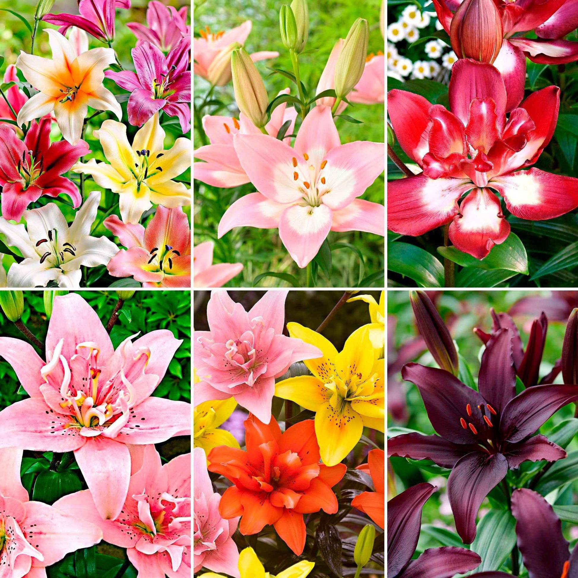 100+ Lilie Lilium 'Asian Lilies' Gemischt - Alle beliebten Blumenzwiebeln