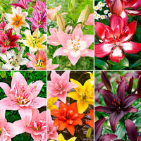 100+ Lilie Lilium 'Asian Lilies' Gemischt - Alle Blumenzwiebeln