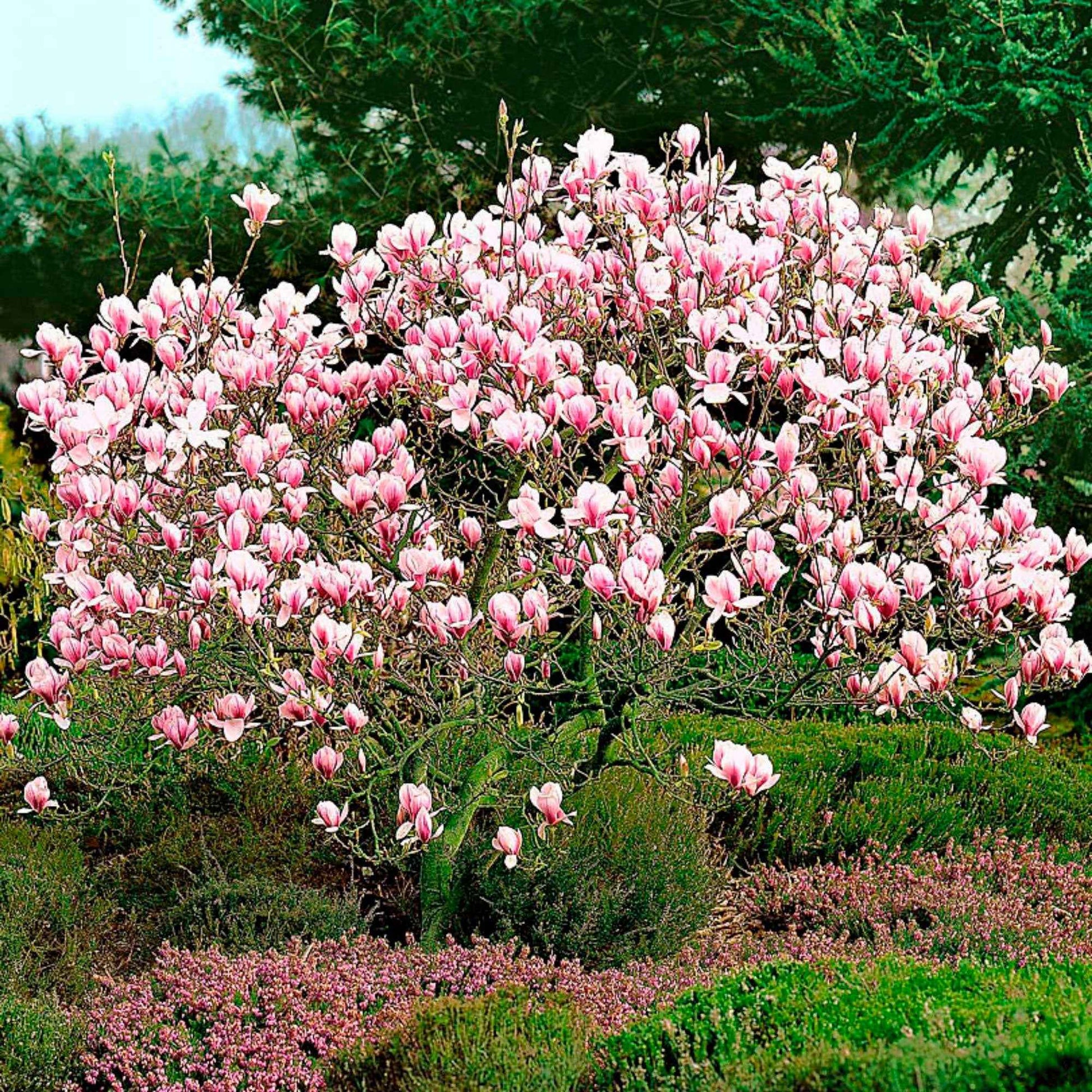 Magnolia  soulangeana Rosa - Winterhart - Garten Neuheiten