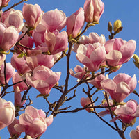 Magnolia  soulangeana Rosa - Winterhart - Pflanzeneigenschaften