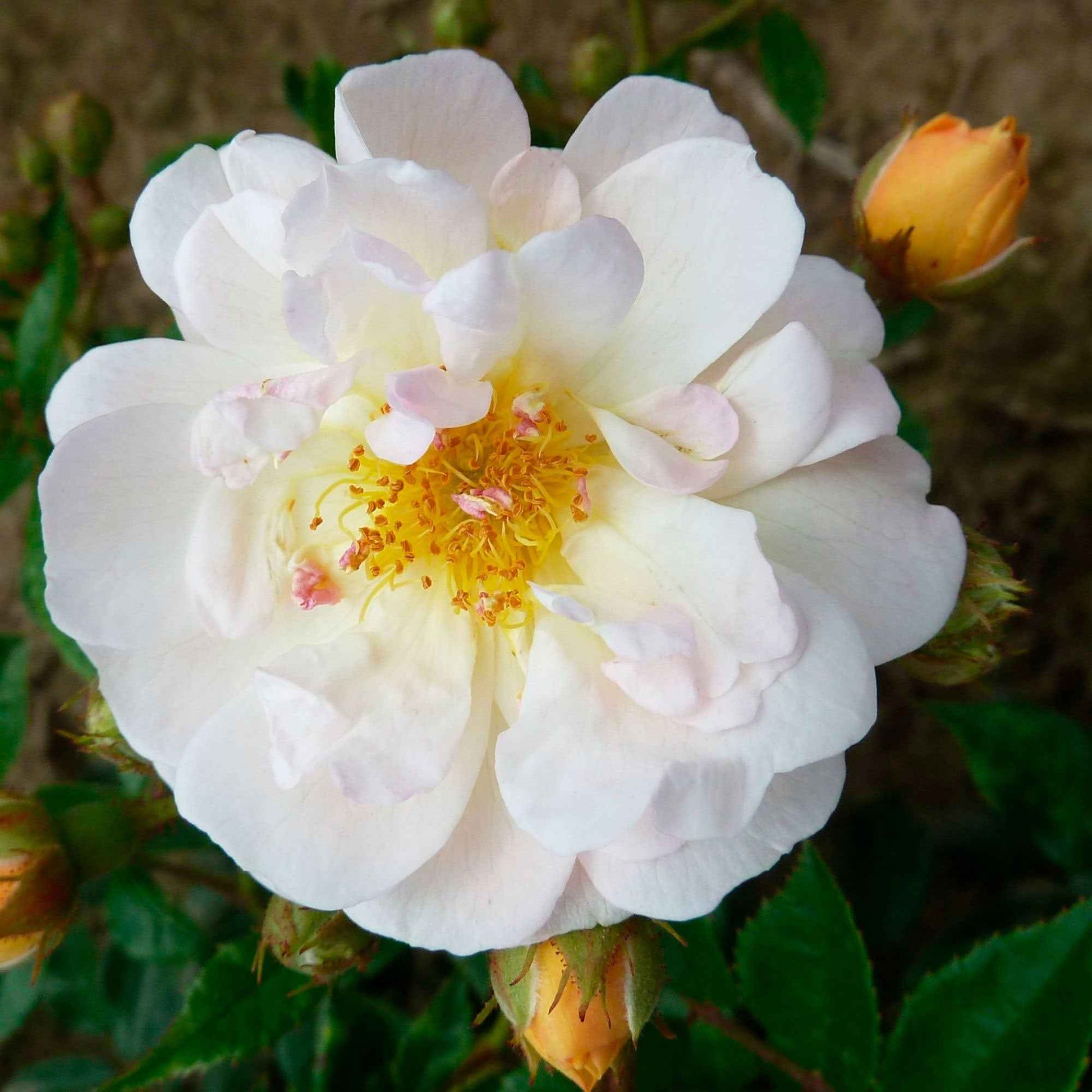 Kletterrose Rosa 'Ghislaine de Féligonde'® Orange-Weiß - Winterhart - Kletterpflanzen
