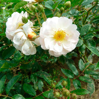 Kletterrose Rosa 'Ghislaine de Féligonde'® Orange-Weiß - Winterhart - Garten Neuheiten