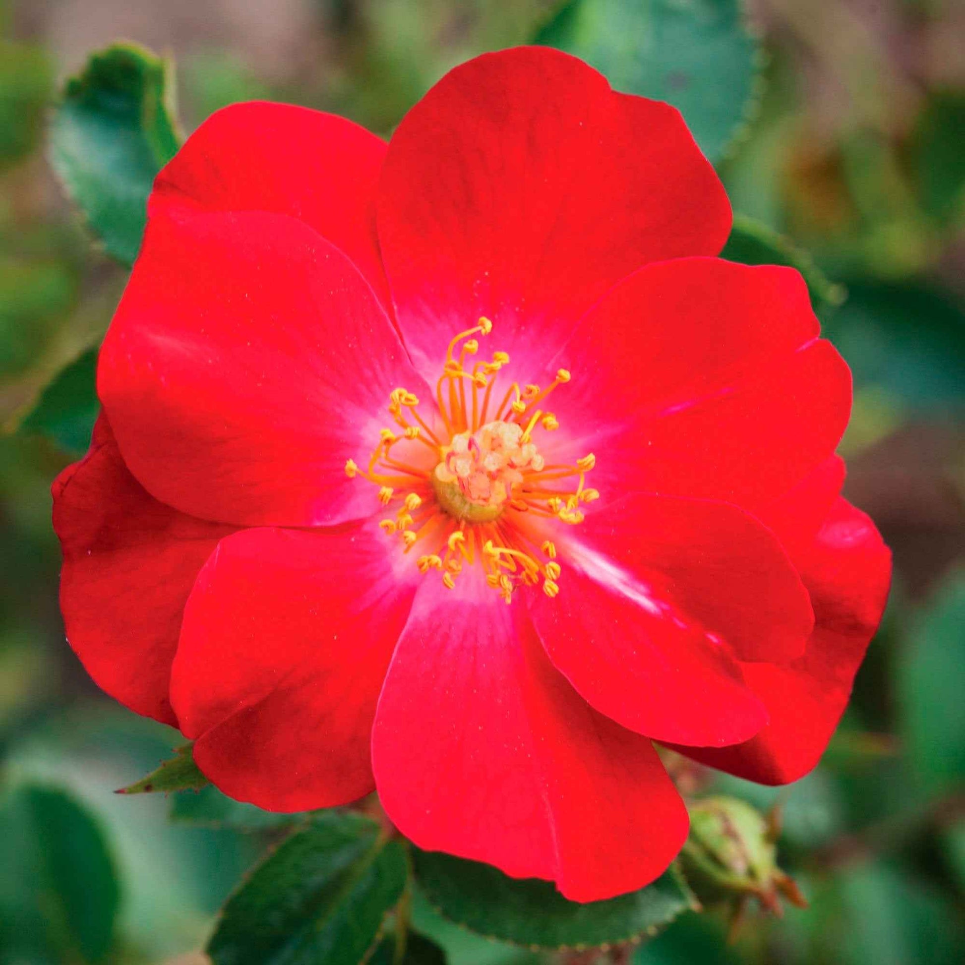 Rose Rosa 'Amulet Mella'® Rot - Winterhart - Pflanzeneigenschaften