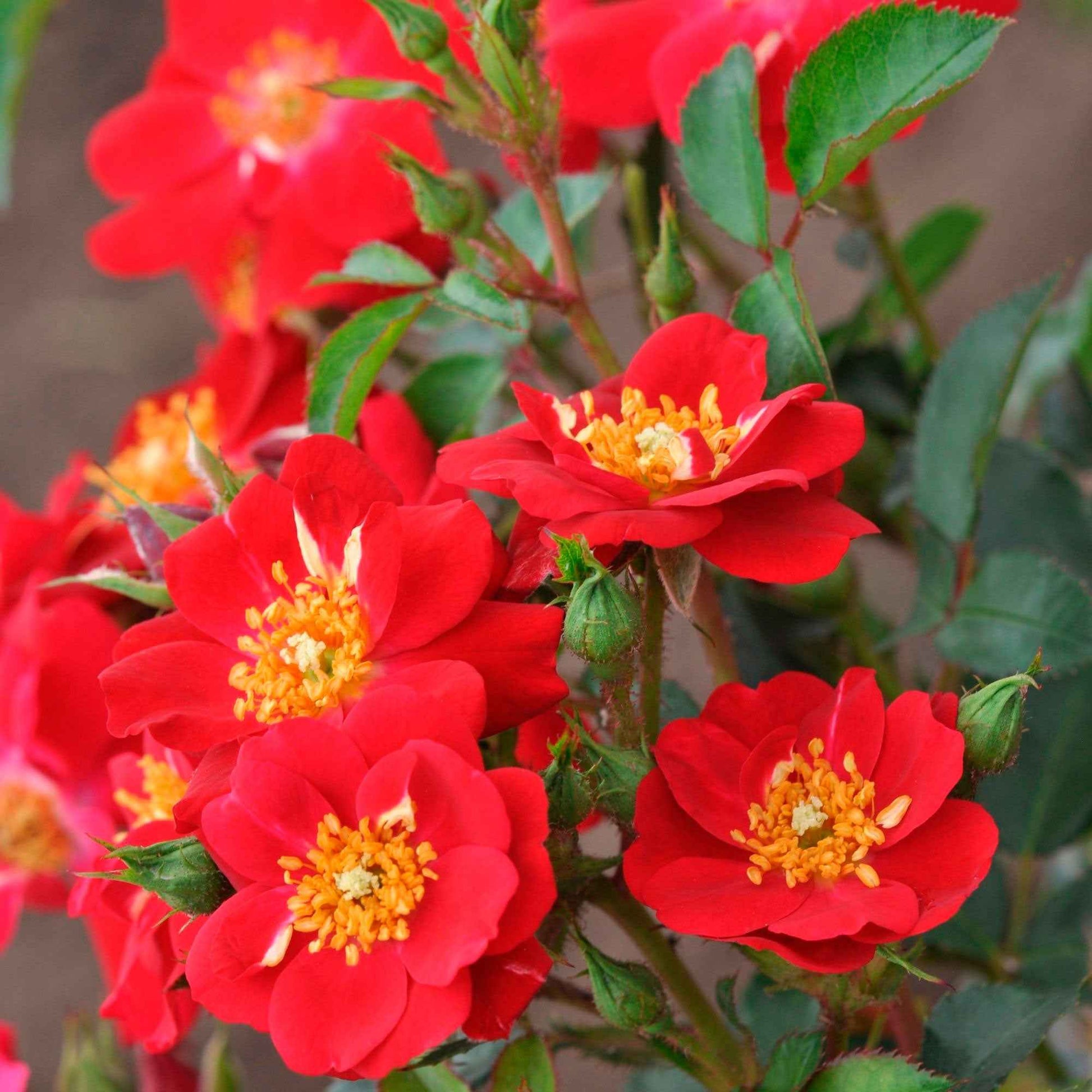Rose Rosa 'Amulet Mella'® Rot - Winterhart - Gartenpflanzen