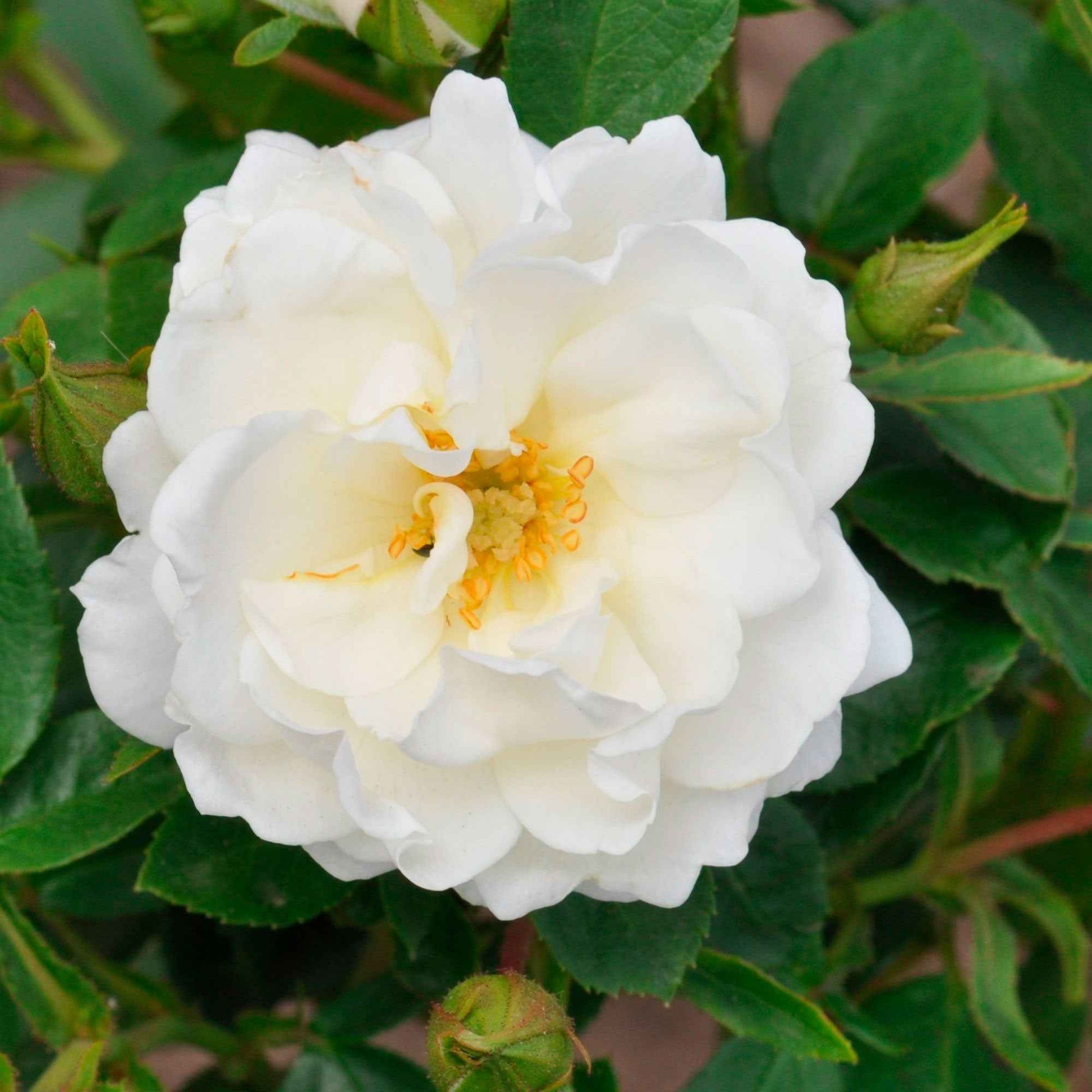 Rose Rosa 'Crystal Mella'® Weiß - Winterhart - Pflanzeneigenschaften