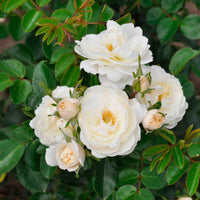 Rose Rosa 'Crystal Mella'® Weiß - Winterhart - Garten Neuheiten