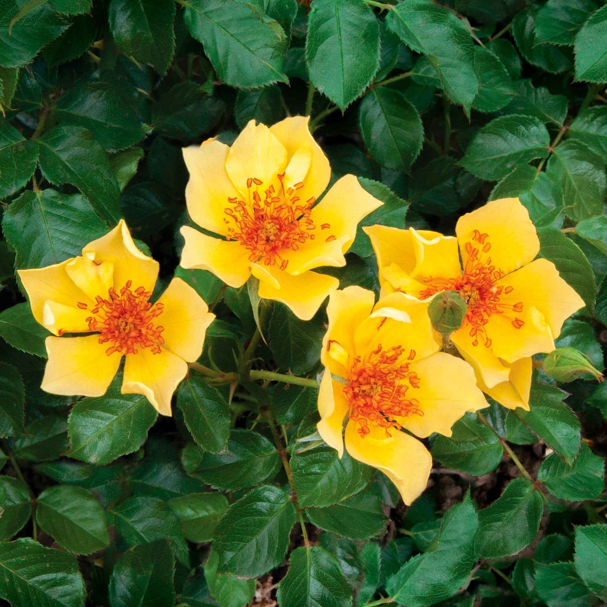 Rose Rosa 'Ducat Mella'® Gelb - Winterhart - Gartenpflanzen