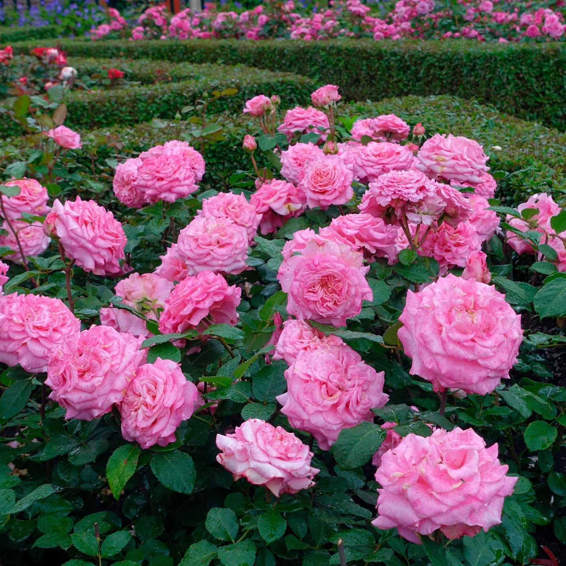 Großblütige Rose Rosa 'Romina'® Rosa - Winterhart - Garten Neuheiten