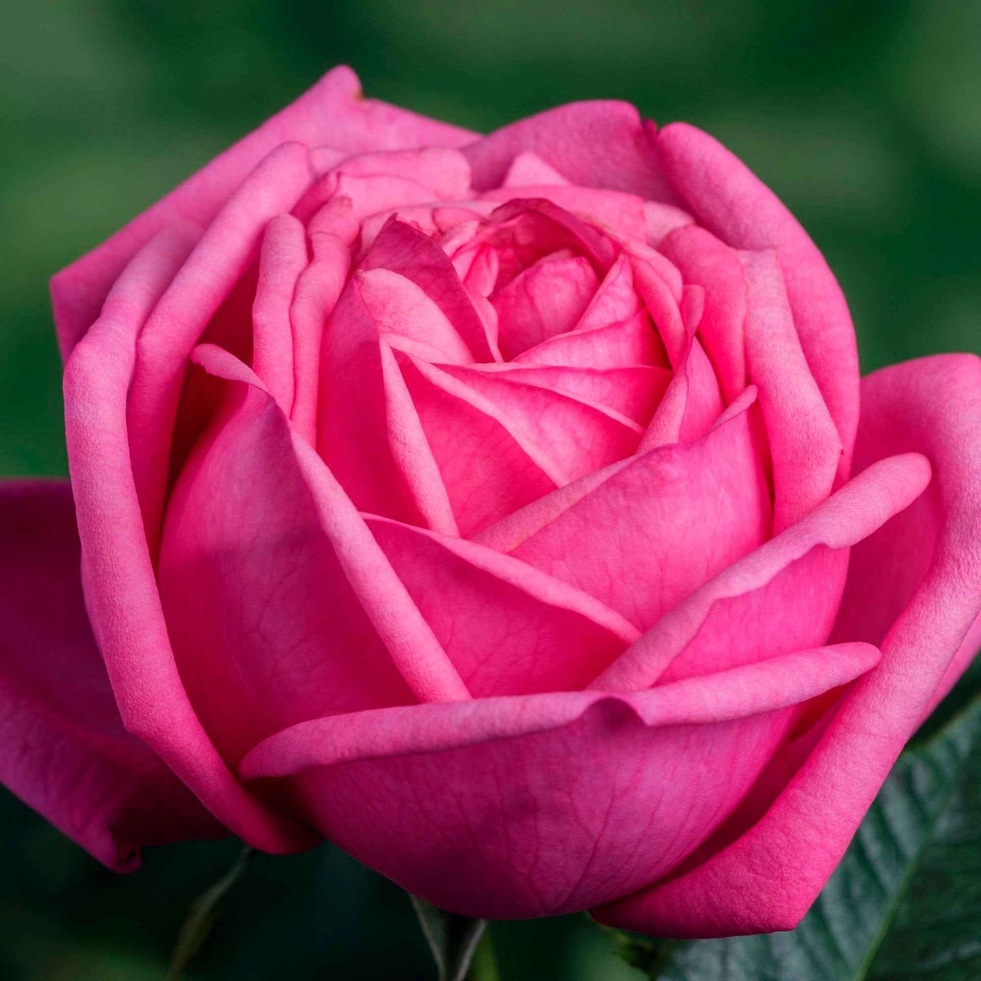 Großblütige Rose Rosa 'Romina'® Rosa - Winterhart - Großblumige Rosen