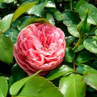 Stammrose Rosa 'Leonardo Da Vinci'® Rosa  - Wurzelnackte Pflanzen - Winterhart - Garten Neuheiten
