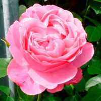 Stammrose Rosa 'Leonardo Da Vinci'® Rosa  - Wurzelnackte Pflanzen - Winterhart - Pflanzeneigenschaften