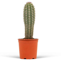 Säulenkaktus Pachycereus pringlei - Kaktus