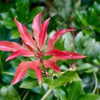 Japanische Lavendelheide Pieris 'Mountain Fire' Rot-Weiß - Winterhart - Gartenpflanzen