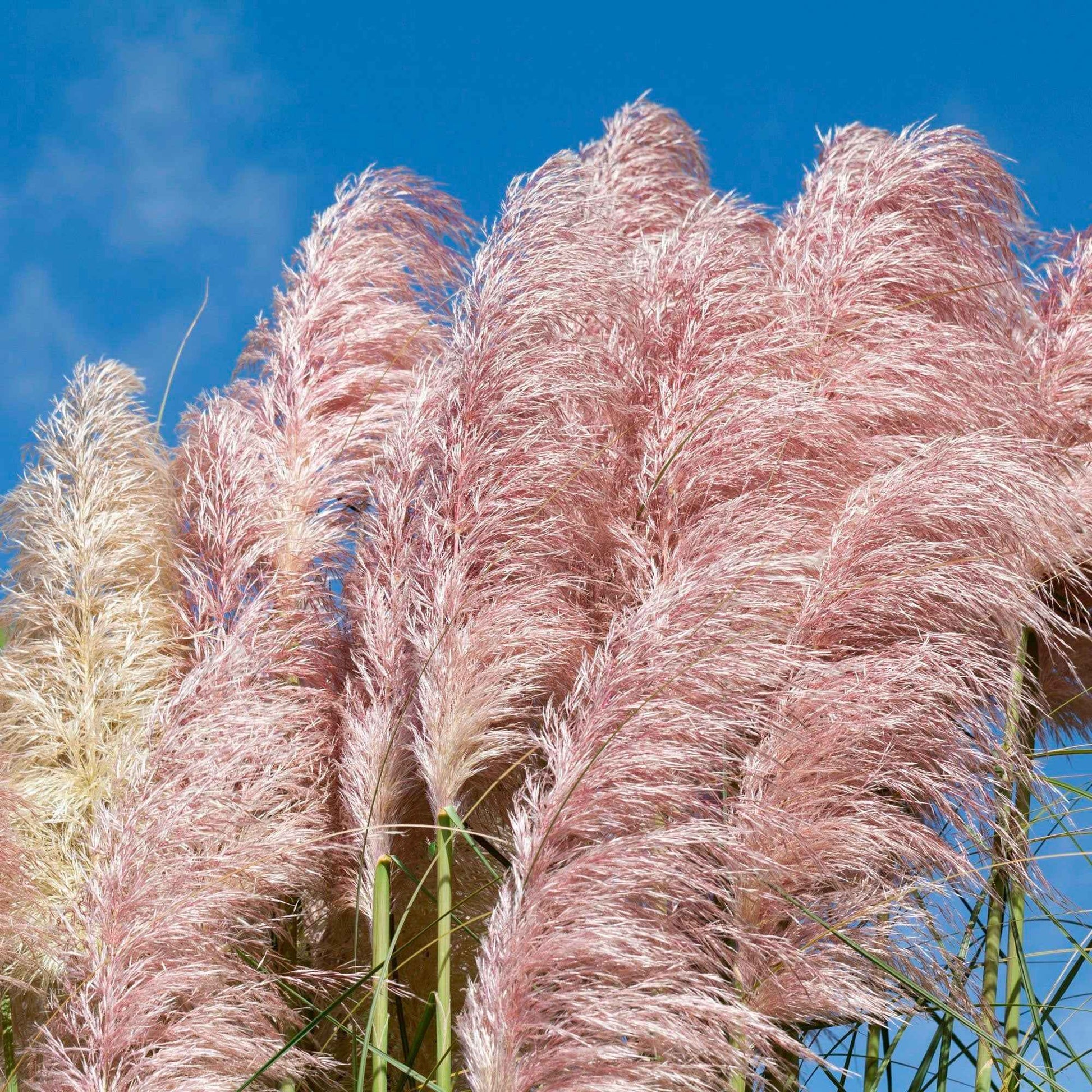 Pampasgras Cortaderia 'Pink Feathers' Weiß-Rosa - Winterhart - Gartenpflanzen