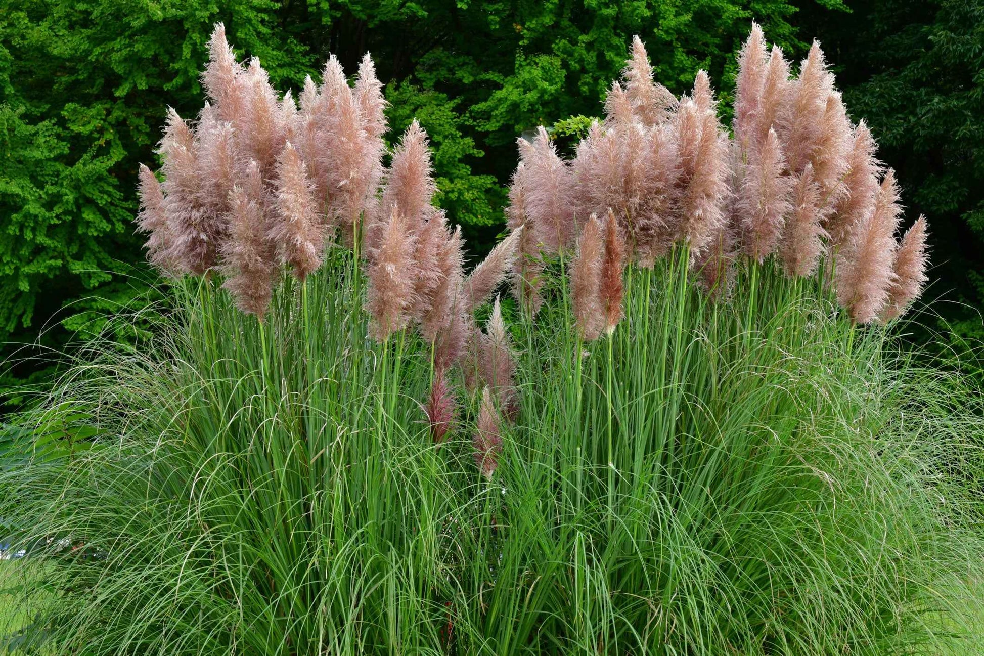 Pampasgras Cortaderia 'Pink Feathers' Weiß-Rosa - Winterhart - Alle Gartenstauden
