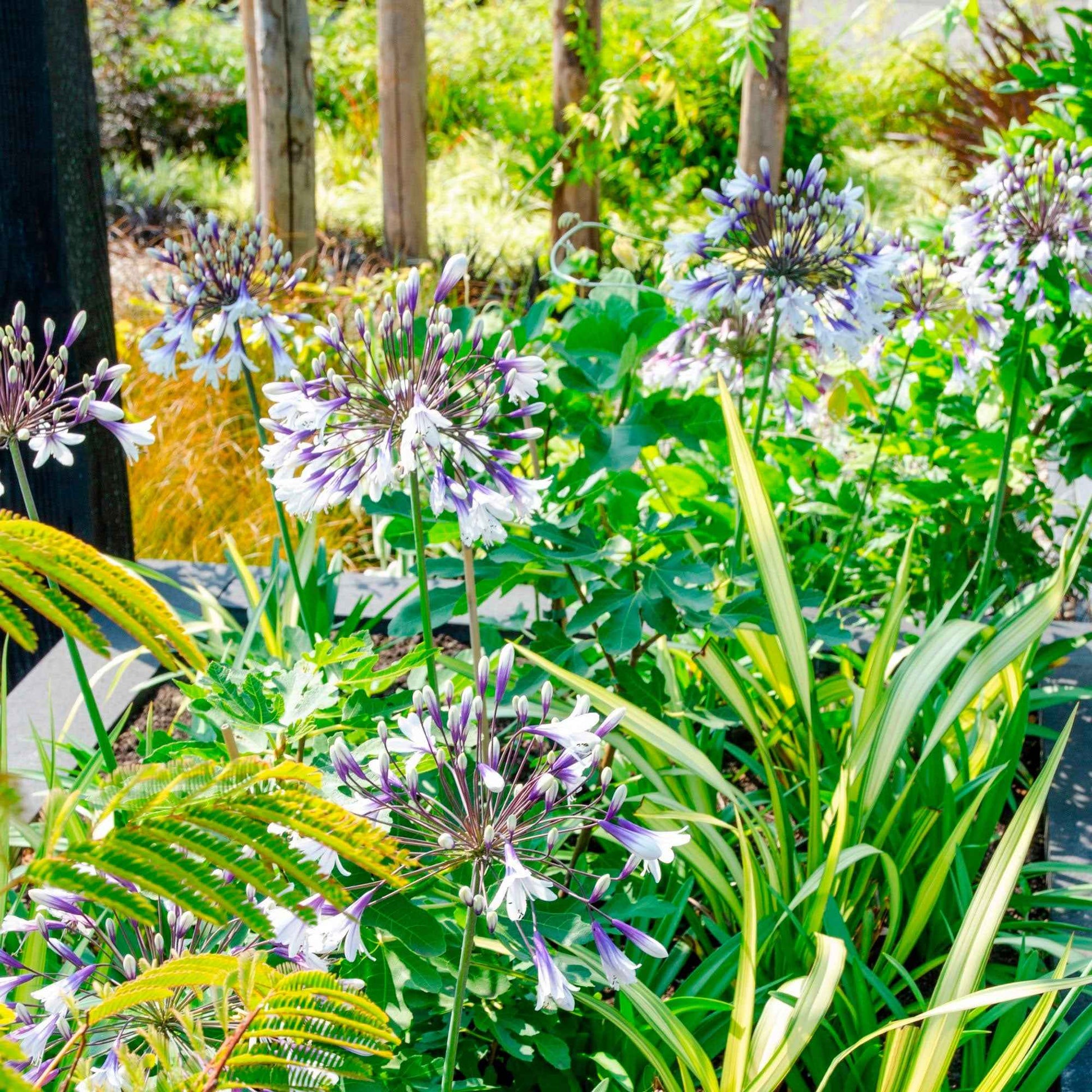 Afrikanische Schmucklilie Agapanthus 'Fireworks' Lila-Weiß - Winterhart - Alle Gartenstauden
