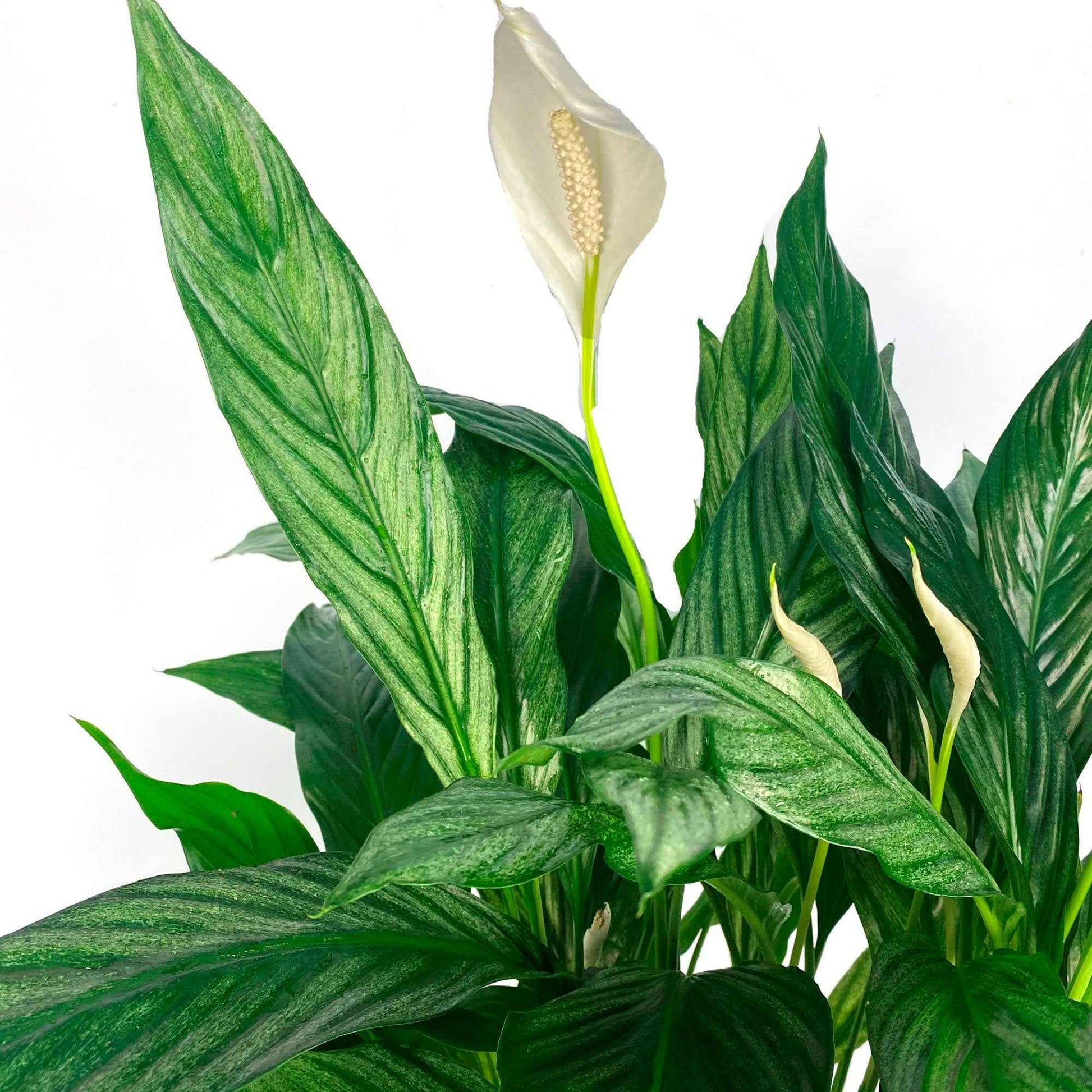 Einblatt Spathiphyllum 'Silver Cupido' Weiß - Büropflanzen