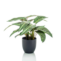 Kunstpflanze Calathea zebrina inkl. Dekotopf - Beliebte Kunstpflanzen