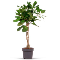 Würgefeige Ficus  benghalensis 'Audrey' - Zimmerpflanzen