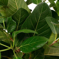 Würgefeige Ficus  benghalensis 'Audrey' - Wohnzimmerpflanzen
