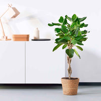 Würgefeige Ficus  benghalensis 'Audrey' - Nach Trends