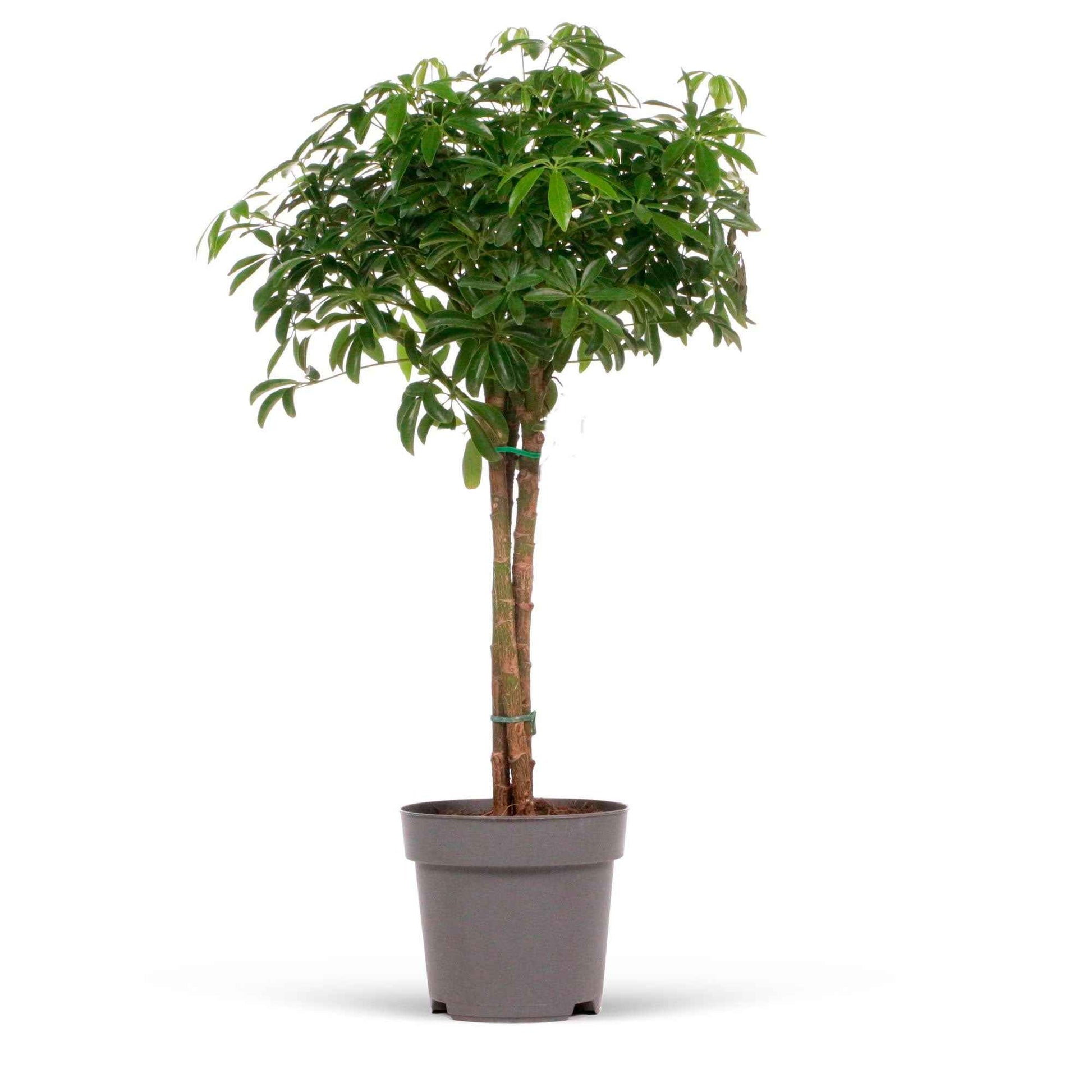 Fingerbaum Schefflera luseana - Nicht giftige Zimmerpflanzen