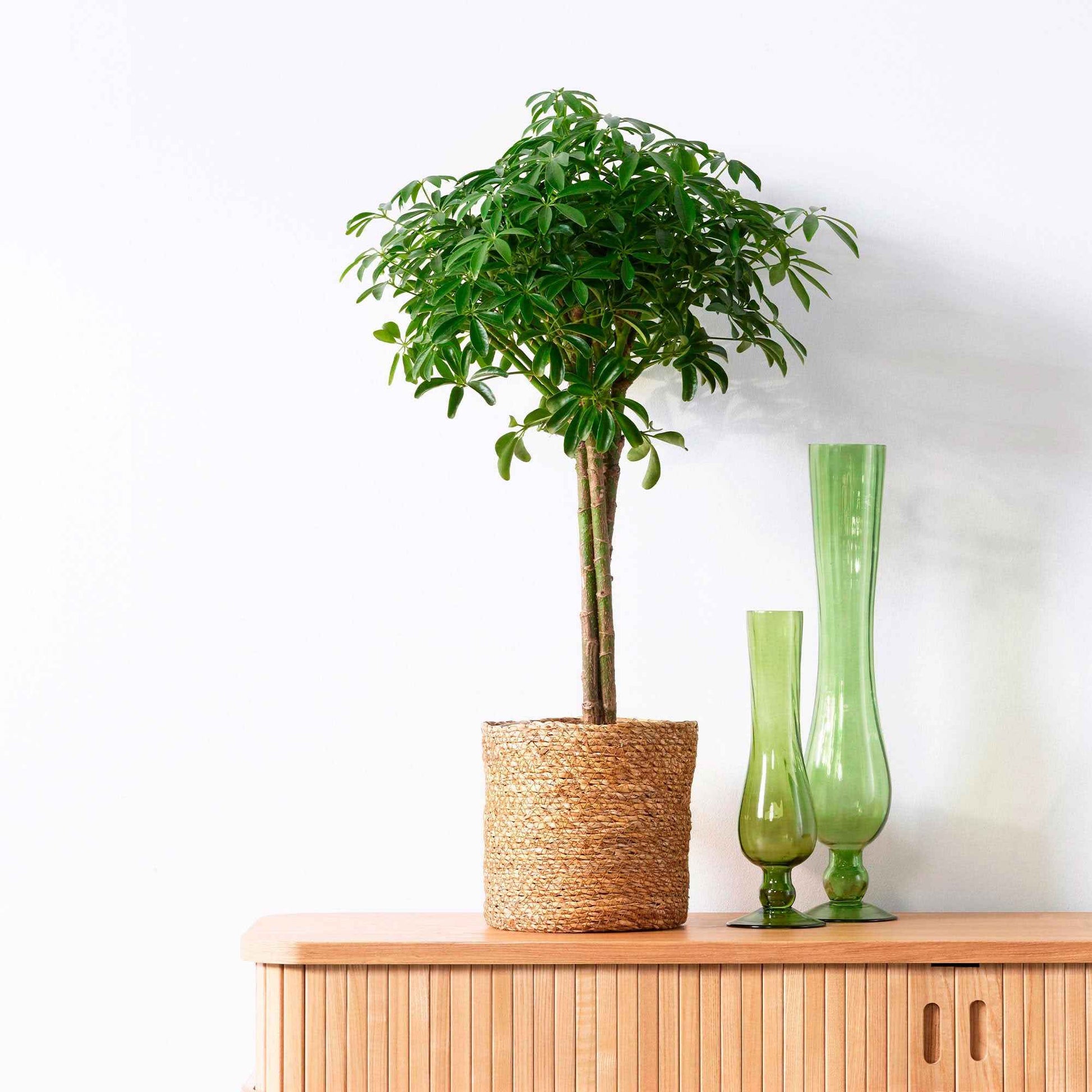 Fingerbaum Schefflera luseana - Große Zimmerpflanzen