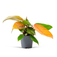 Philodendron 'Prince Of Orange' - Alle pflegeleichten Zimmerpflanzen