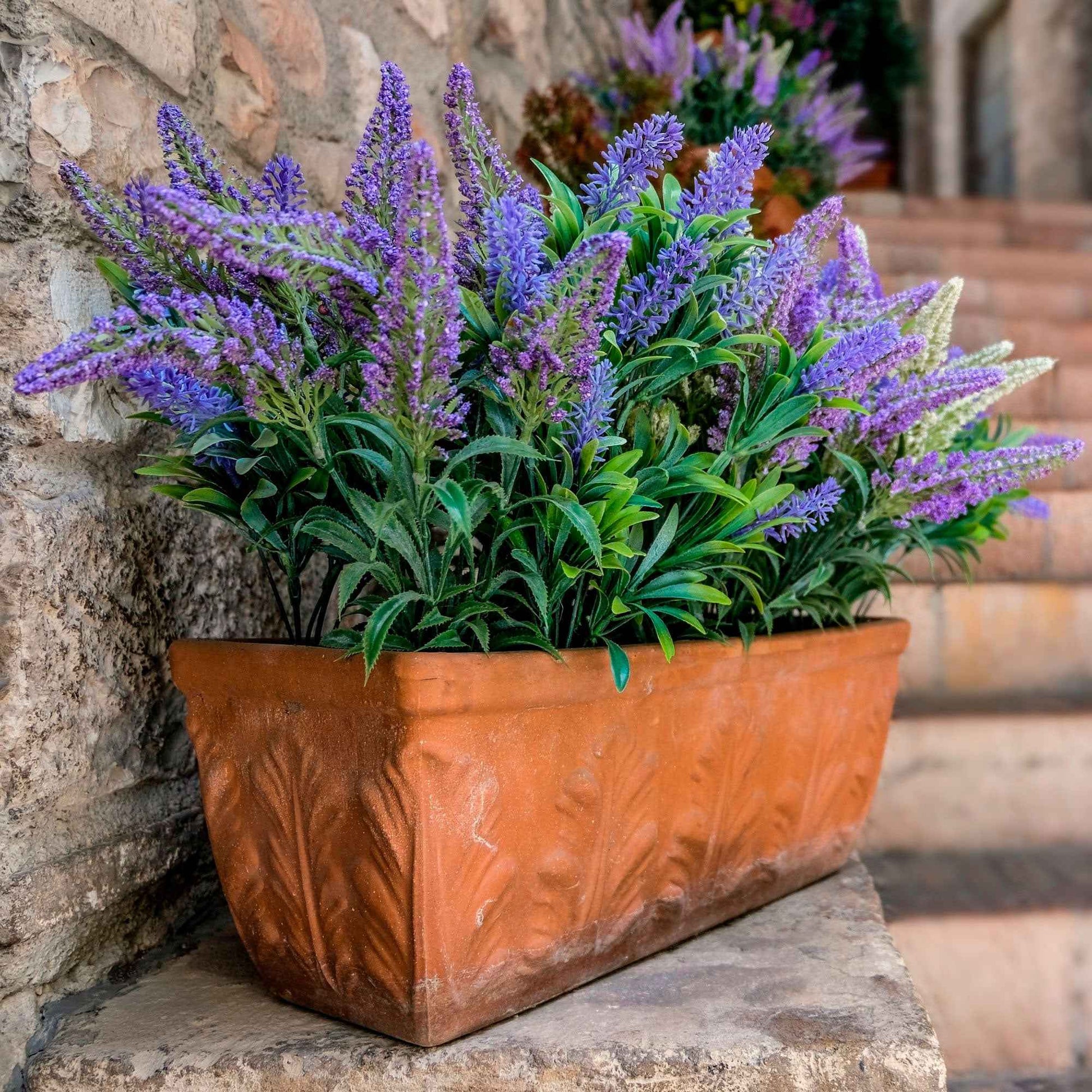 Lavendel lavendula angustifolia Grün-Grau - Winterhart - Bienen- und schmetterlingsfreundliche Pflanzen