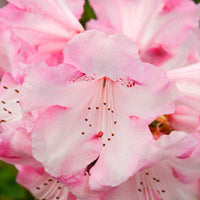Rhododendron  'Kalinka' Rosa - Winterhart - Blühende Gartenpflanzen