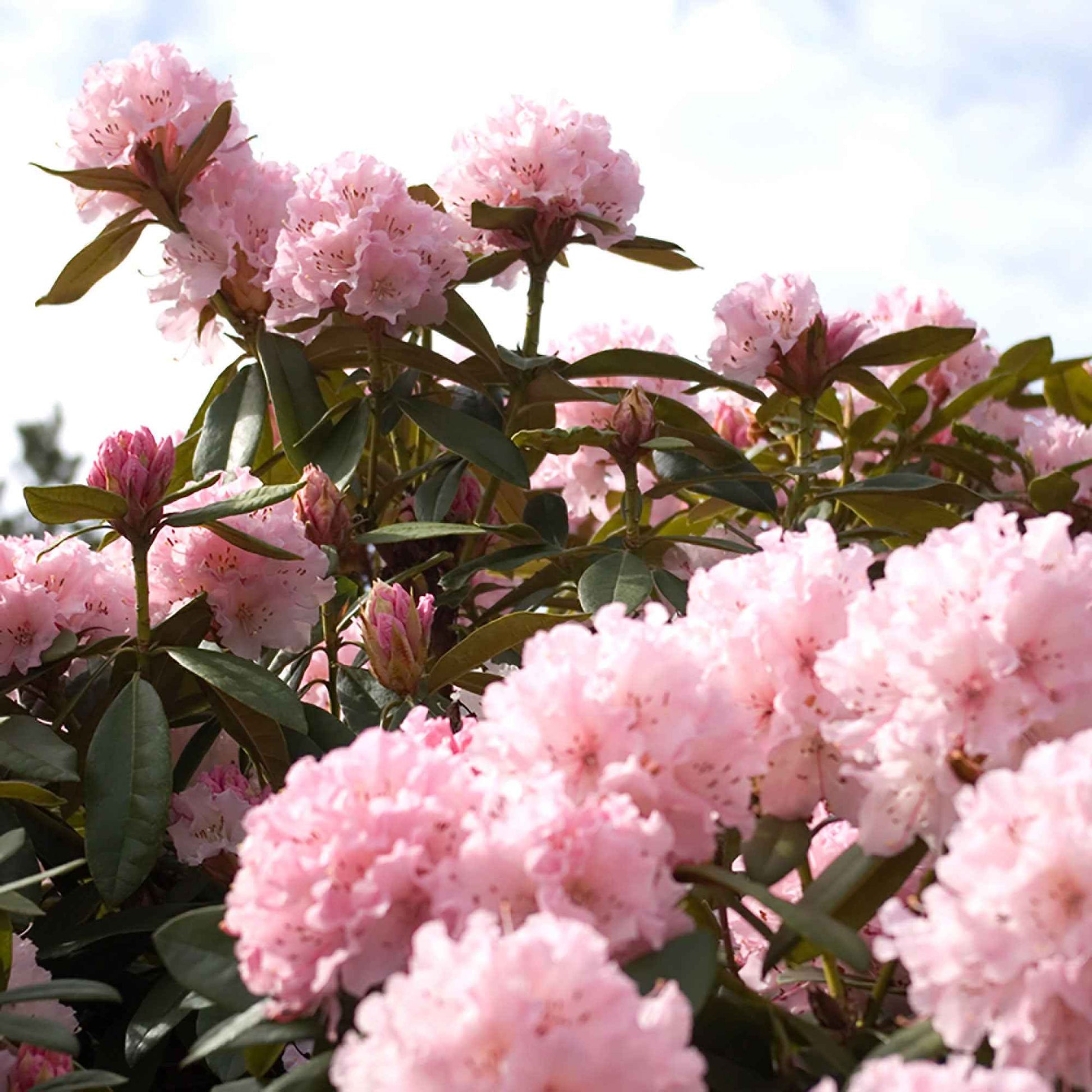 Rhododendron  'Kalinka' Rosa - Winterhart - Alle blühenden Gartenpflanzen