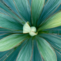 Yucca filamentosa Grün - Gartenpflanzen