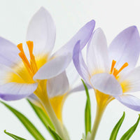 30x Krokus  Crocus 'Firefly' lila-gelb - Beliebte Blumenzwiebeln