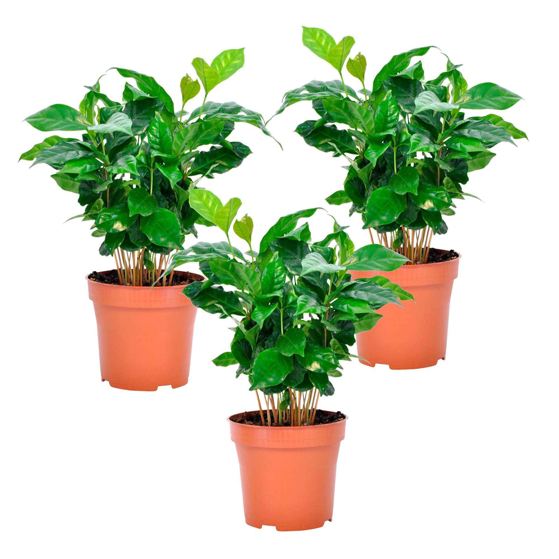 3x Kaffeepflanze Coffea 'Nana' - Grüne Zimmerpflanzen
